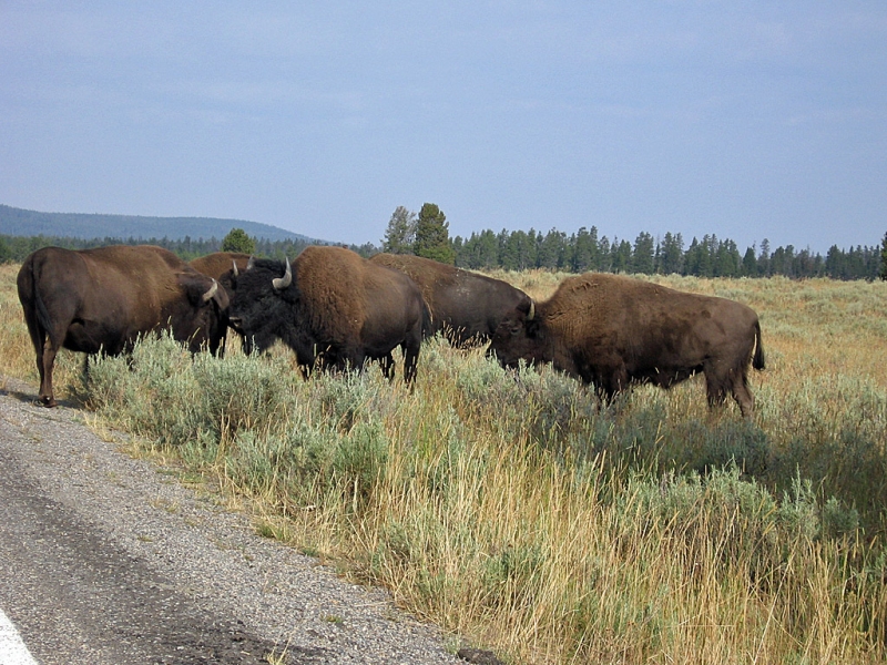 Bison