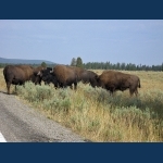 Bison