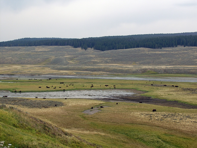 Herd Of Bison