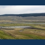 Herd Of Bison