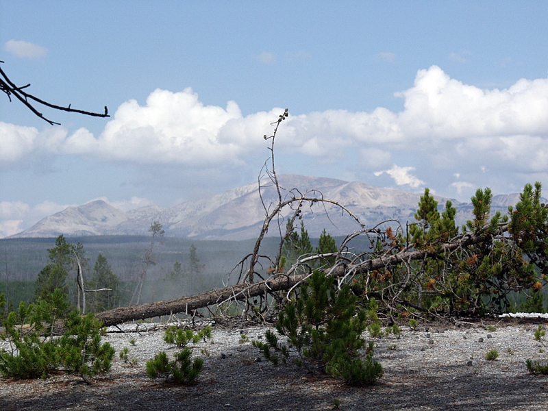 Norris  Geyser Basin