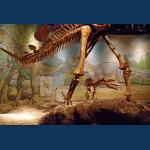 Utah Field House Of Natural History State Park Museum