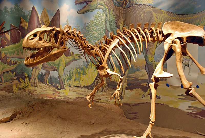 Utah Field House Of Natural History State Park Museum