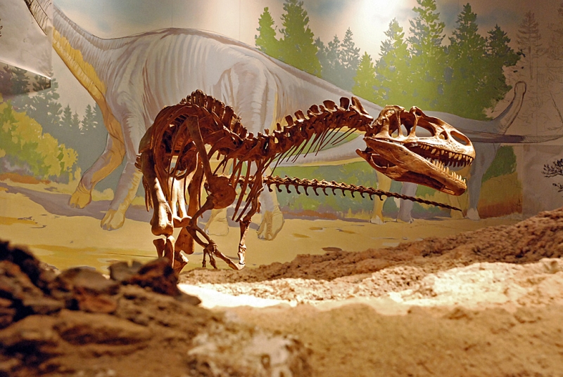 Utah Field House Of Natural History State Park Museum
