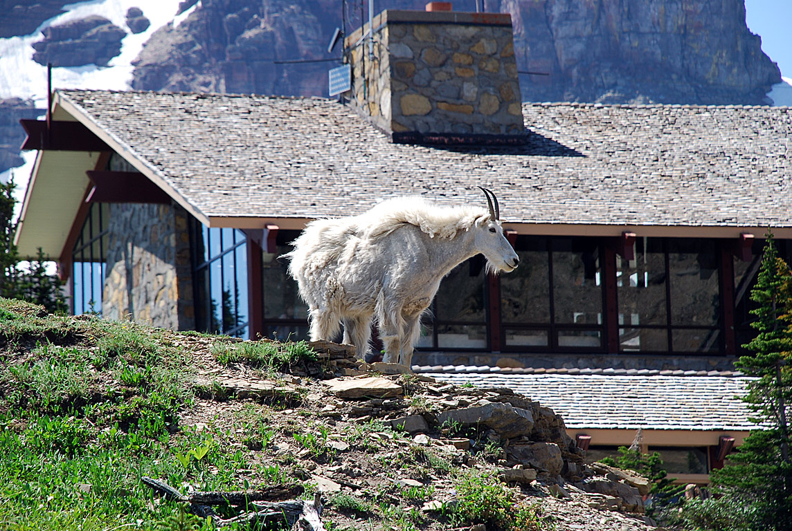 Logan Pass Visitor Center