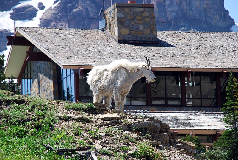 Logan Pass Visitor Center