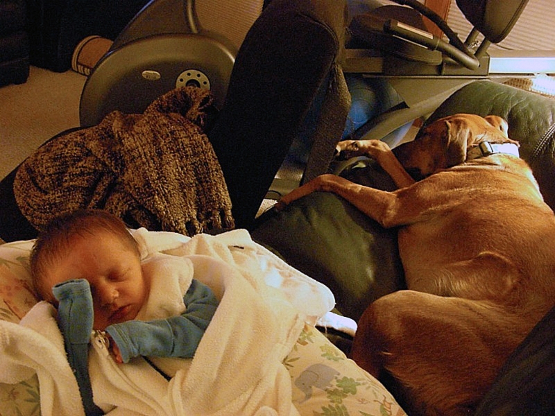 Dog Nap