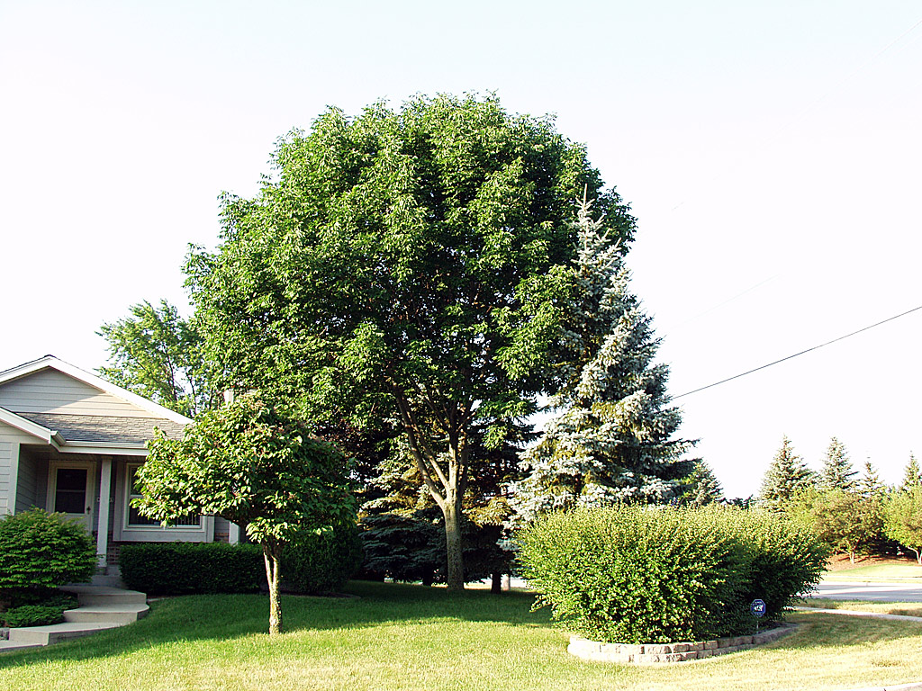 Ash Tree
