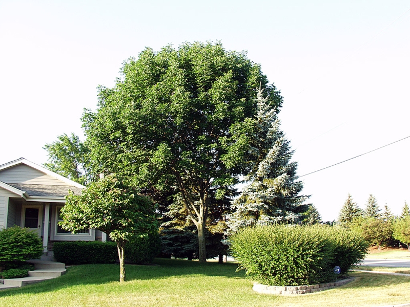 Ash Tree