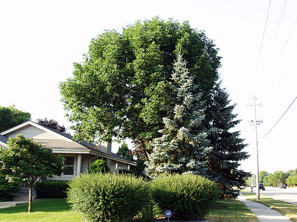 Ash Tree