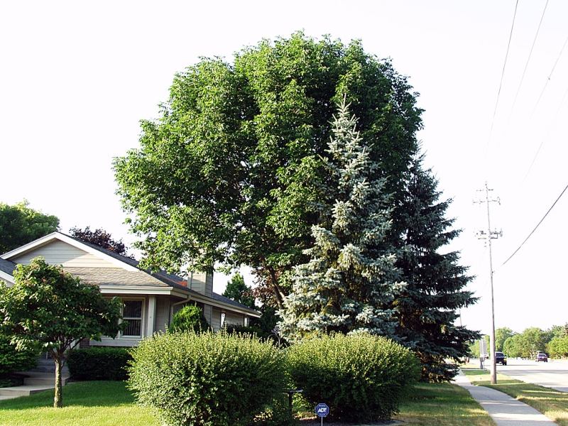 Ash Tree