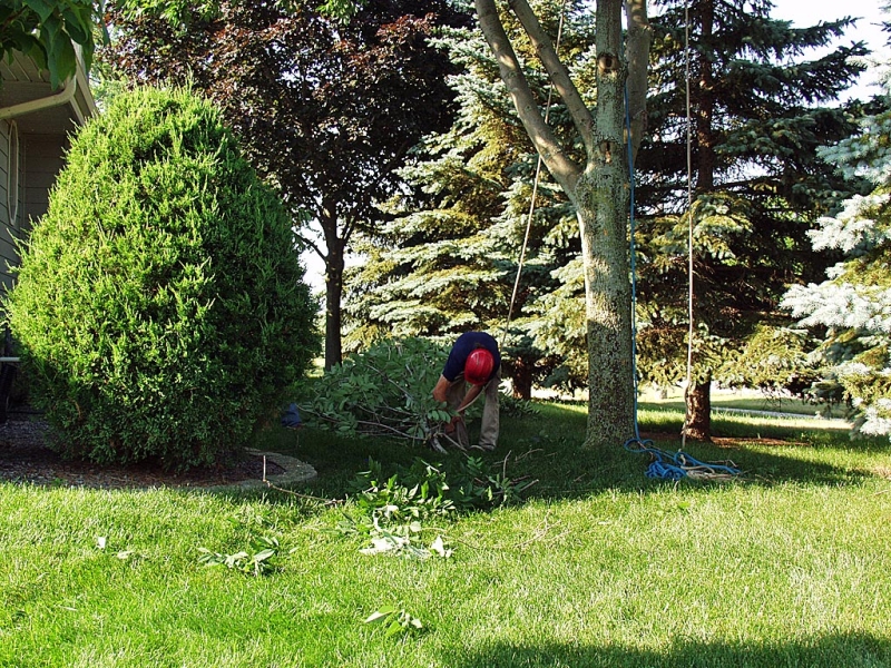 Picking Up The Cut Branches