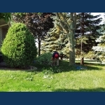 Picking Up The Cut Branches