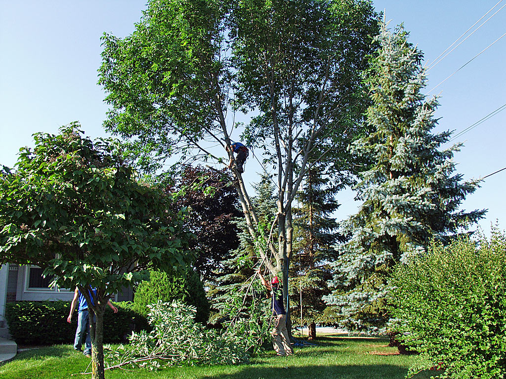 Branch Removal
