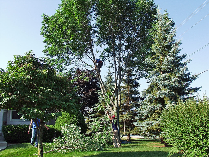 Branch Removal