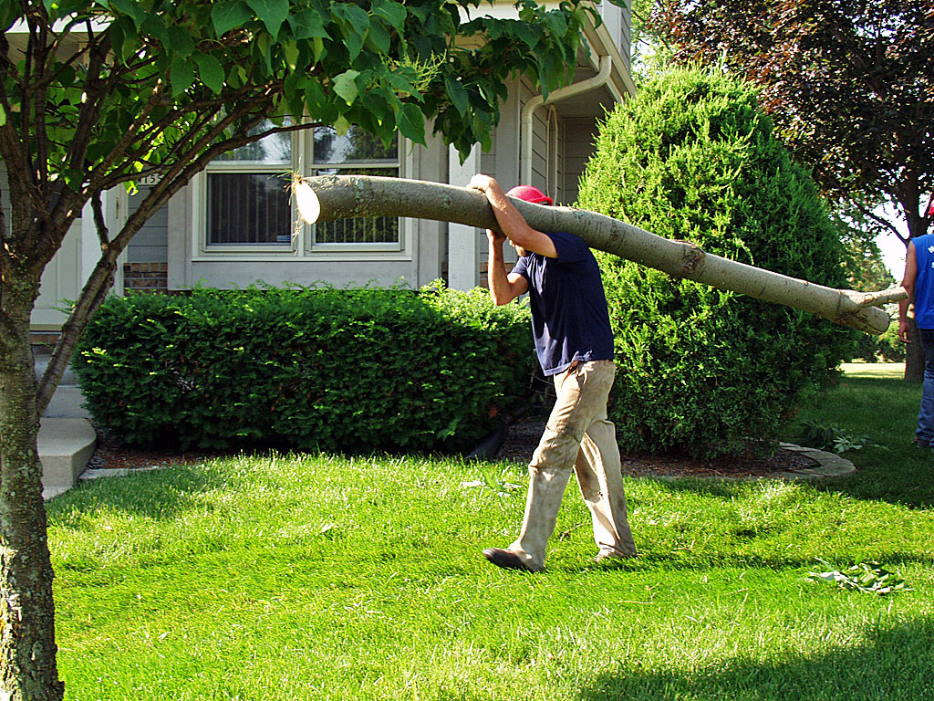 Good Sized Limb