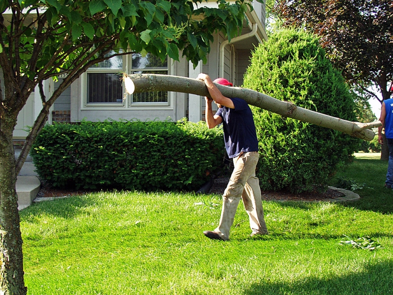 Good Sized Limb