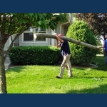 Good Sized Limb