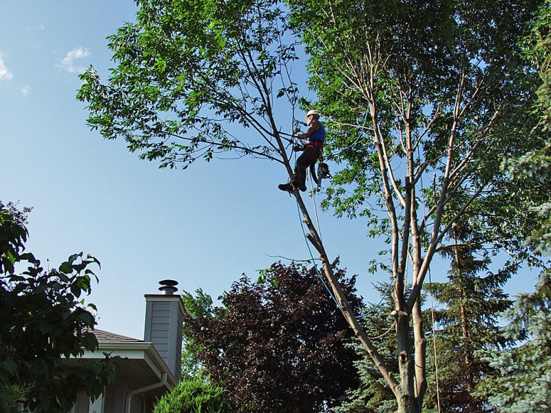 "Out On A Limb"