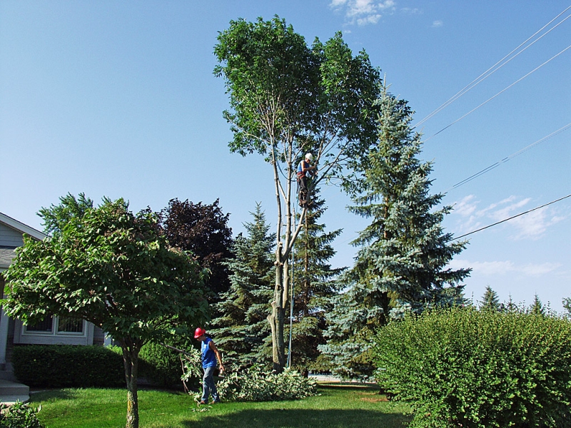 Branch Removal