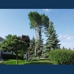 Branch Removal