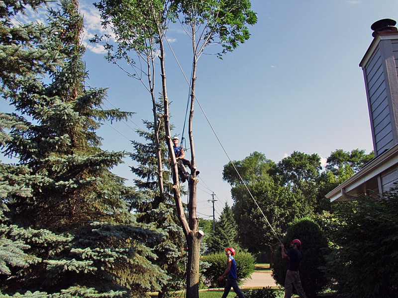 Lowering A Limb