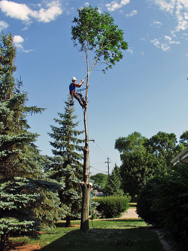 Preparing A Tie On The Last Branch
