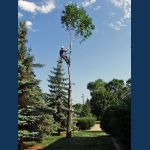 Preparing A Tie On The Last Branch