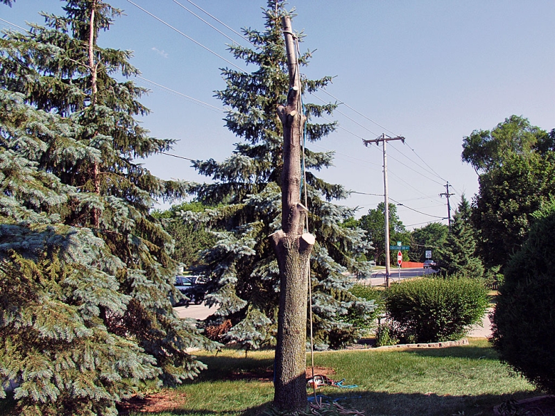 Spruce Tree