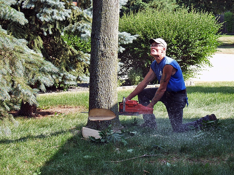 Notching The Tree Trunk