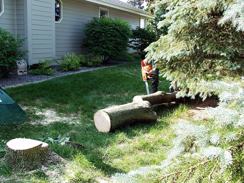Cutting The Trunk