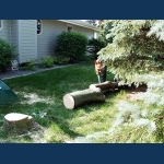 Cutting The Trunk