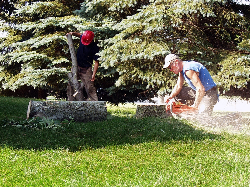 Last Cut On The Existing Trunk