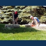 Last Cut On The Existing Trunk