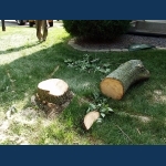 Trunk Pieces