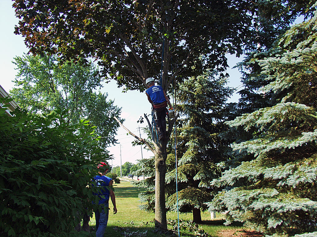 Trimming A Maple Tree