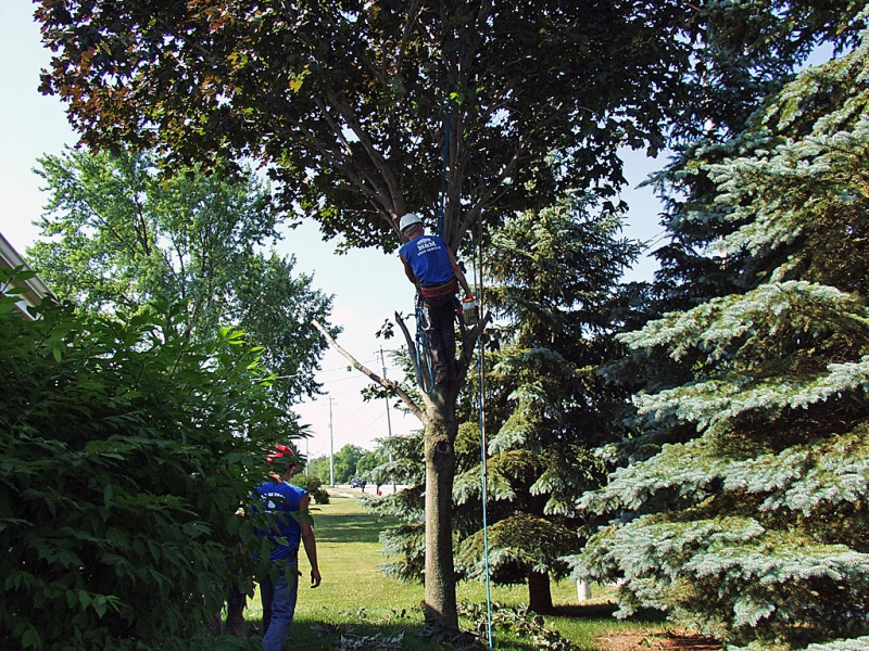 Trimming A Maple Tree