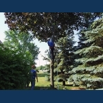 Trimming A Maple Tree