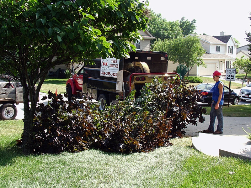 Trimming A Maple Tree
