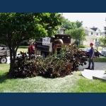 Trimming A Maple Tree