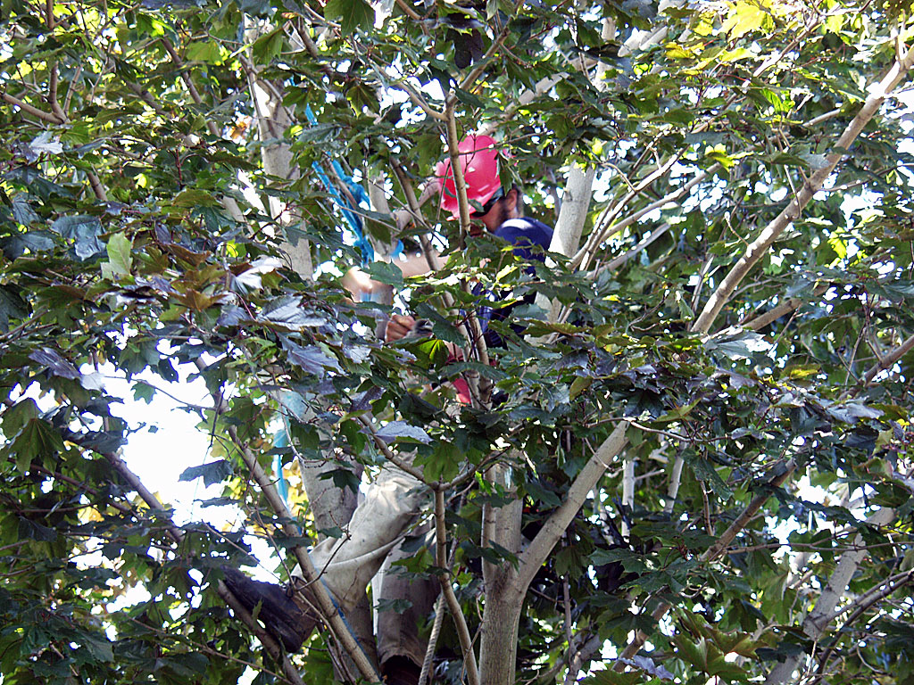Trimming Another Maple Tree