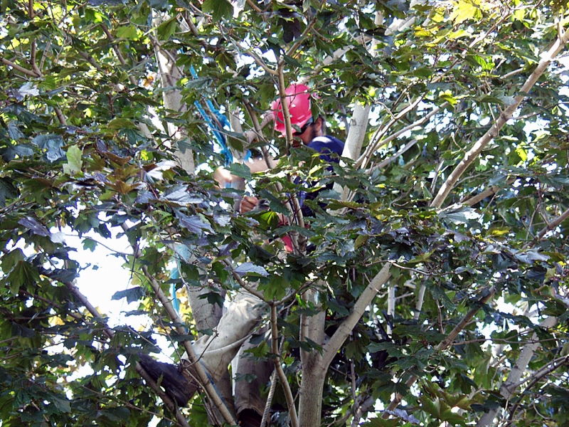 Trimming Another Maple Tree