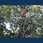 Trimming Another Maple Tree