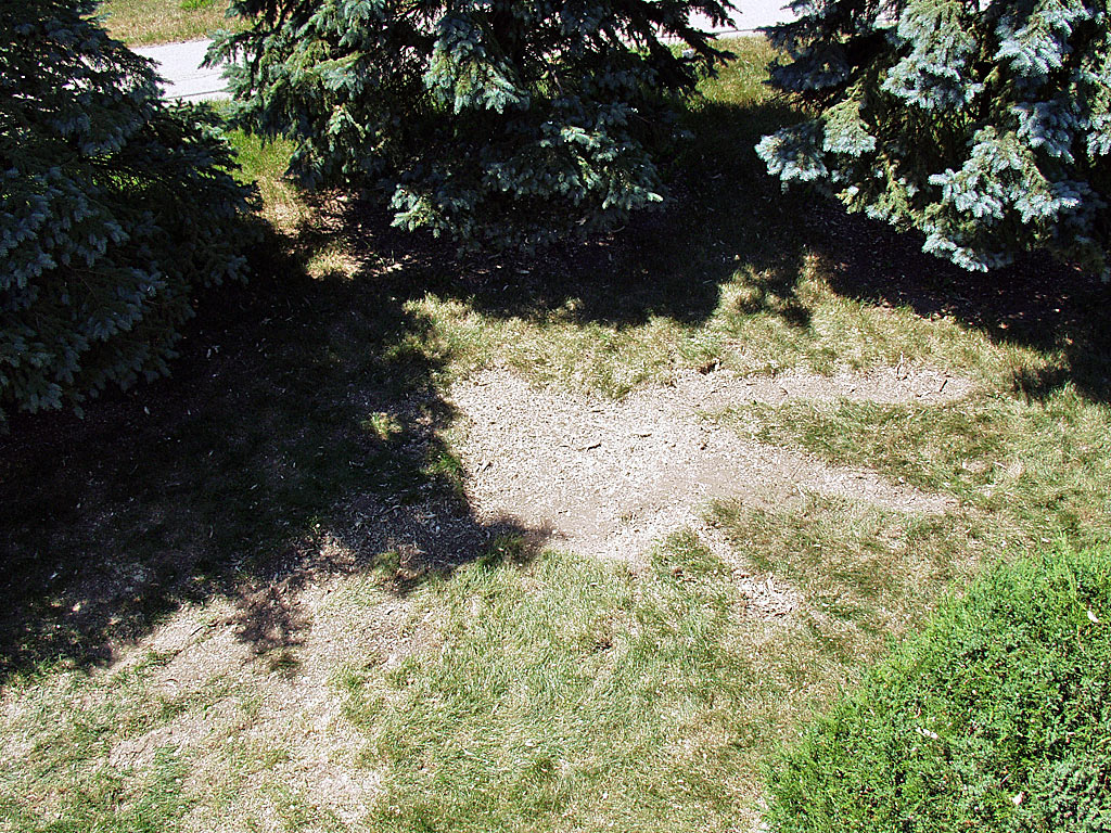Stump Grinding