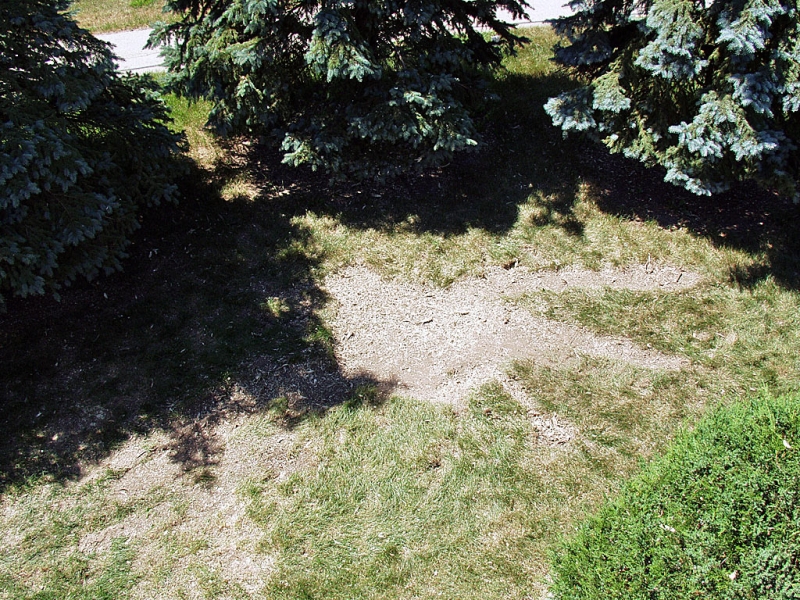 Stump Grinding