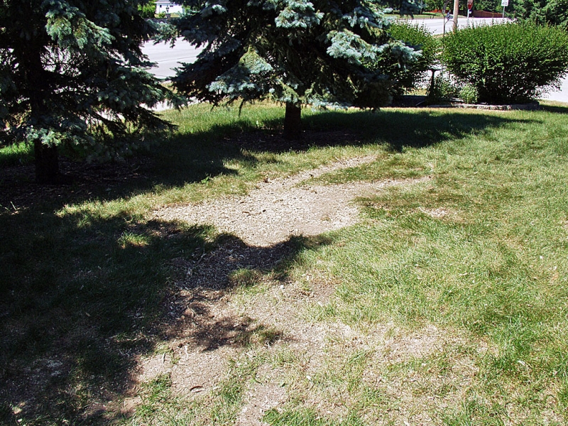 Stump Grinding