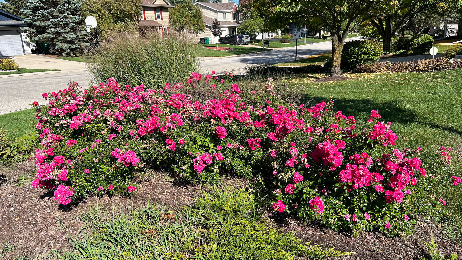 Lorna's Rose Bed